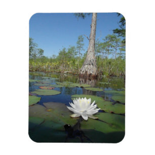 Water Lily 2 Magnet