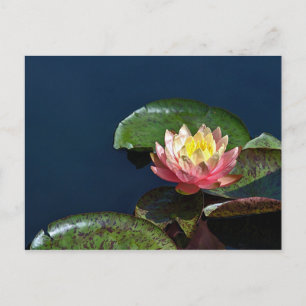 Water lily 2 postcard