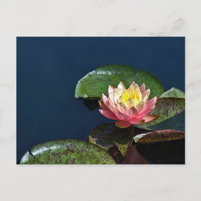 Water lily 2 postcard (Front)