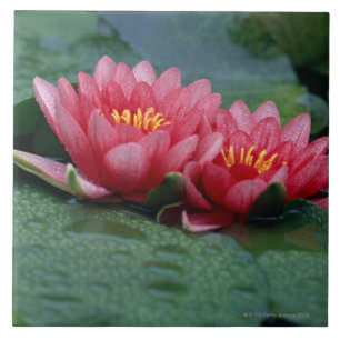 Water Lily 2 Tile