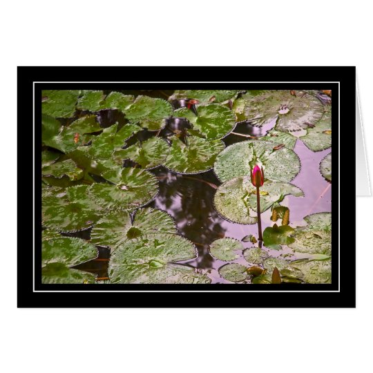 Water Lily and Lily Pads Card