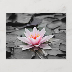 Water Lily Aquatic Plant Postcard