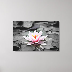 Water Lily Aquatic Plant Stretched Canvas Print