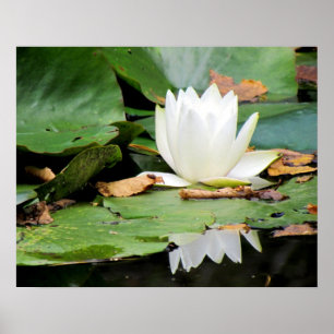 Water Lily, Azalea Garden - Maine Poster