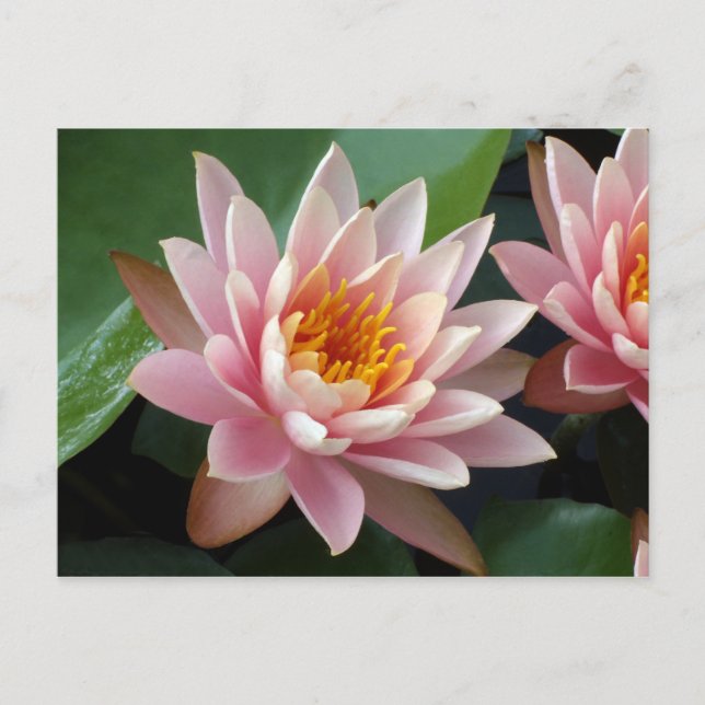 Water Lily Beauty Announcement Postcard (Front)