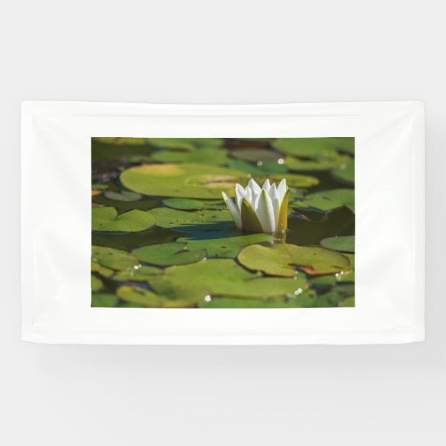 Water Lily Blossom Banner (Horizontal)