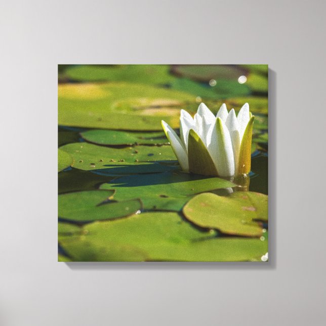 Water Lily Blossom Canvas Print (Front)