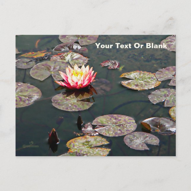 Water Lily Blossom Postcard (Front)