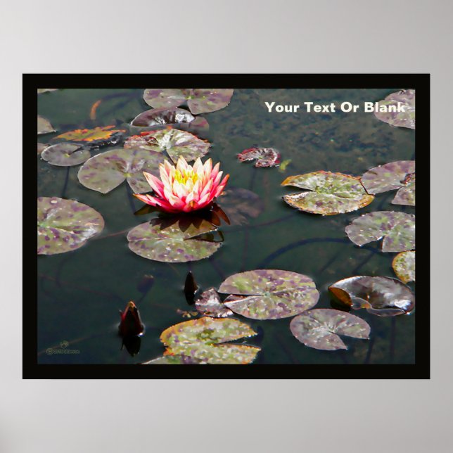 Water Lily Blossom Poster (Front)