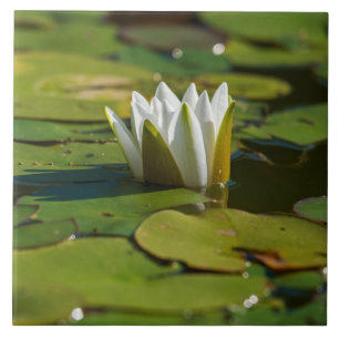 Water Lily Blossom Tile