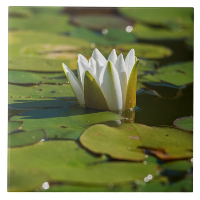 Water Lily Blossom Tile (Front)