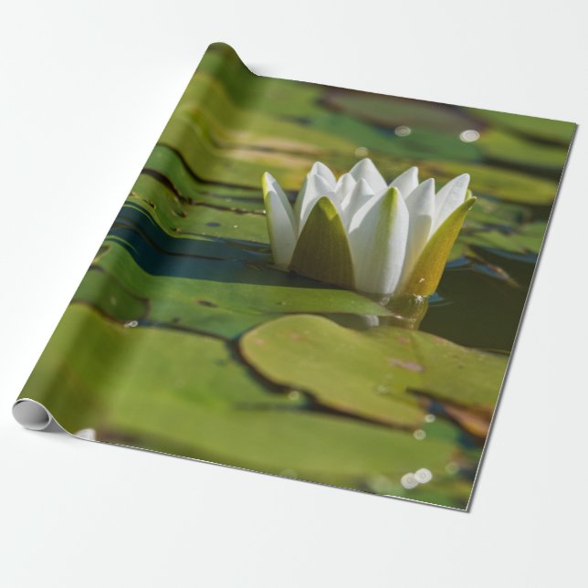 Water Lily Blossom Wrapping Paper (Unrolled)