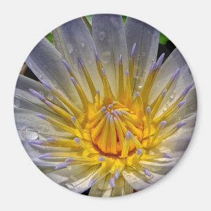 Water Lily Blue and Gold Magnet
