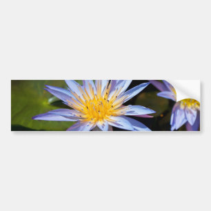 Water Lily Bumper Sticker