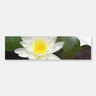 Water Lily Bumper Sticker