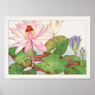 Water lily by Tanigami Konan Poster