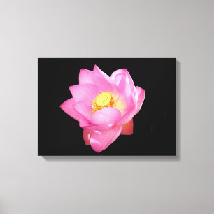 Water Lily Canvas Print
