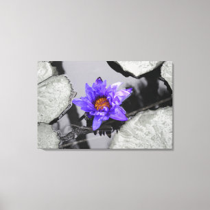 Water Lily Canvas Print