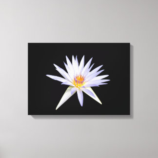 Water Lily Canvas Print