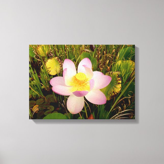 Water Lily Canvas Print (Front)