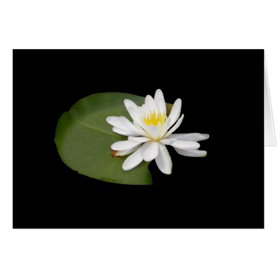 Water Lily Card