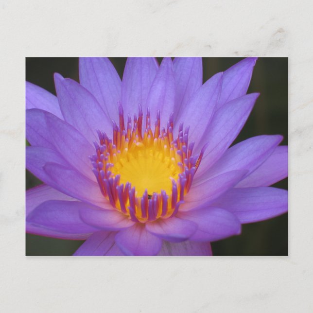 Water Lily Card (Front)