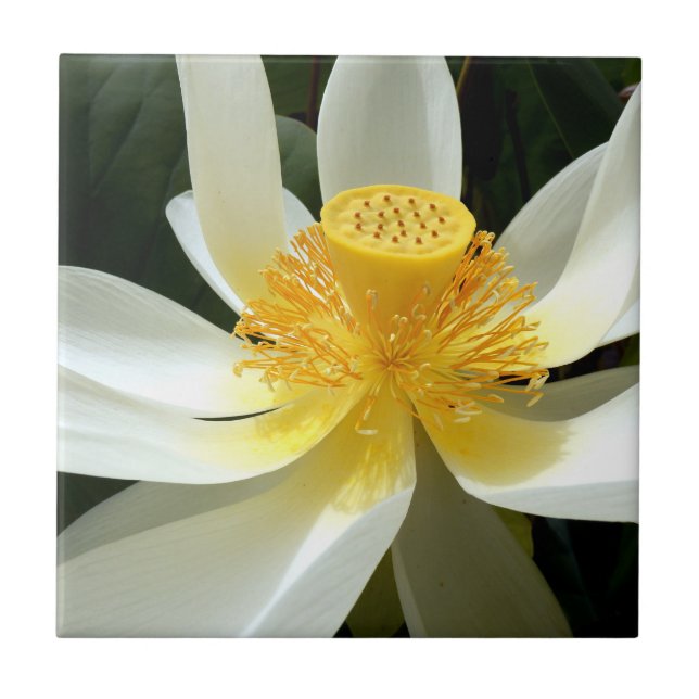 Water Lily Ceramic Tile (Front)
