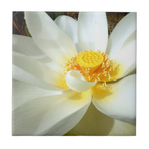 Water Lily Ceramic Tile