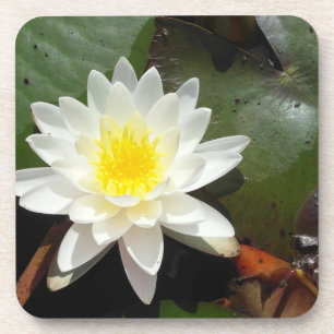 Water Lily Coaster