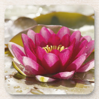 Water lily coaster