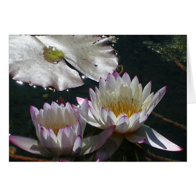 Water Lily Duet (Front Horizontal)