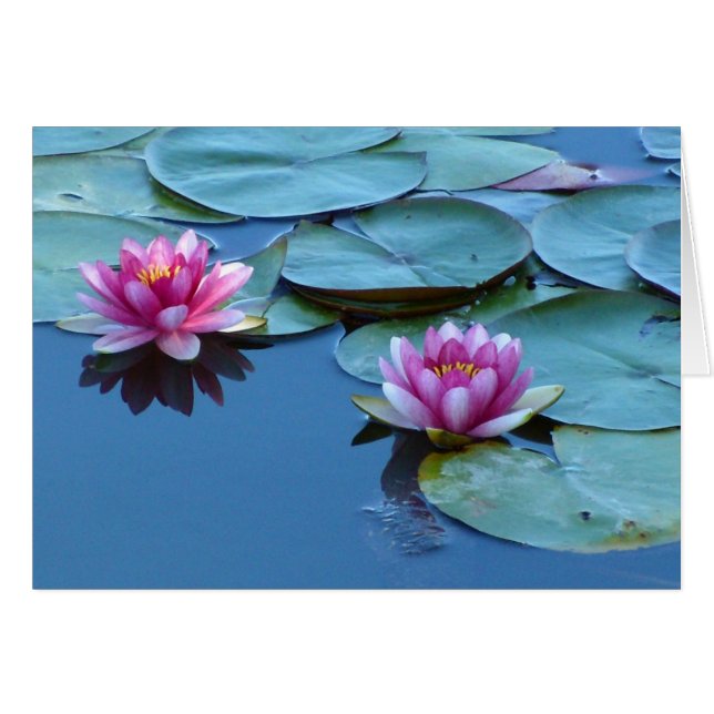 Water Lily Duet (Front Horizontal)