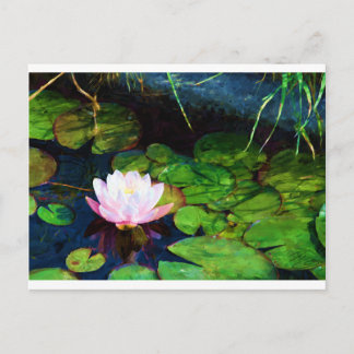 Water lily floating in a pond postcard
