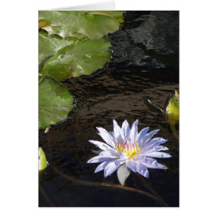 Water Lily Flower Blue Lavender Yellow Centre