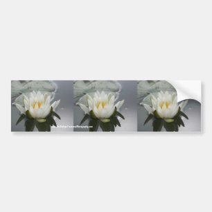 Water Lily Flower Bumper Sticker Car Art