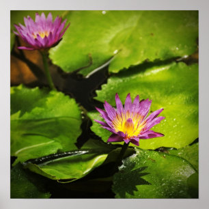 Water lily flower (Lotus) Poster