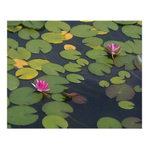 Water Lily Flower Painting Poster