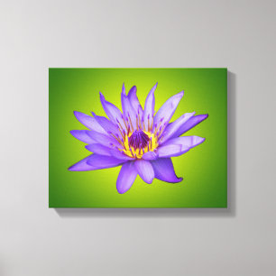 Water Lily Flower Pond Aquatic Purple Water Bloom Canvas Print