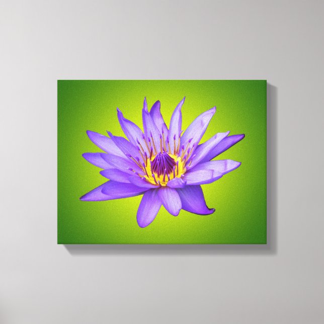 Water Lily Flower Pond Aquatic Purple Water Bloom Canvas Print (Front)