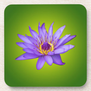 Water Lily Flower Pond Aquatic Purple Water Bloom Coaster