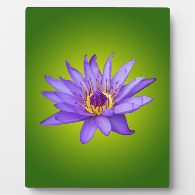 Water Lily Flower Pond Aquatic Purple Water Bloom Plaque (Front)