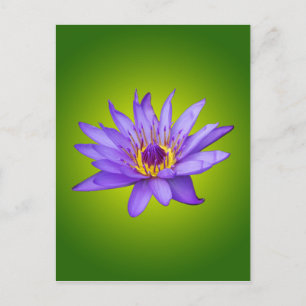 Water Lily Flower Pond Aquatic Purple Water Bloom Postcard