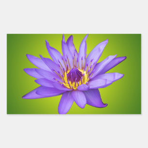Water Lily Flower Pond Aquatic Purple Water Bloom Rectangular Sticker