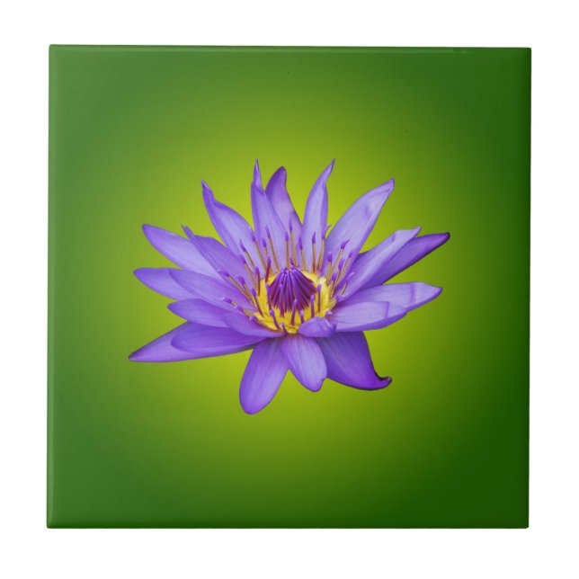 Water Lily Flower Pond Aquatic Purple Water Bloom Tile (Front)