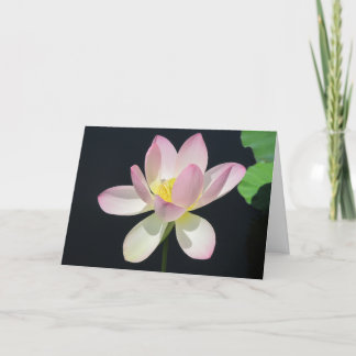 Water lily greeting card2 card