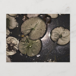 Water lily holiday postcard
