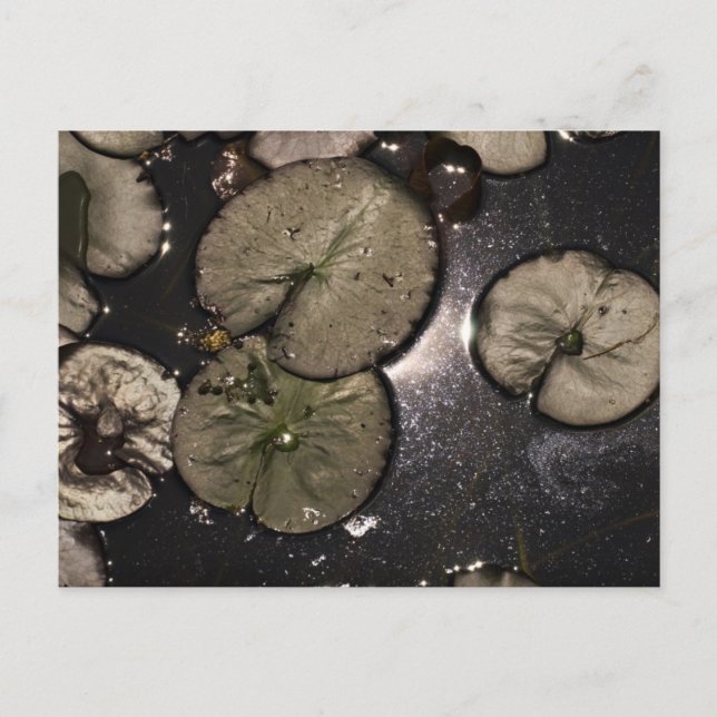 Water lily holiday postcard (Front)