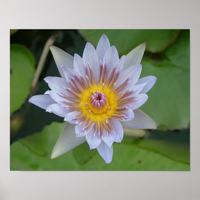Water Lily in Bloom Poster (Front)