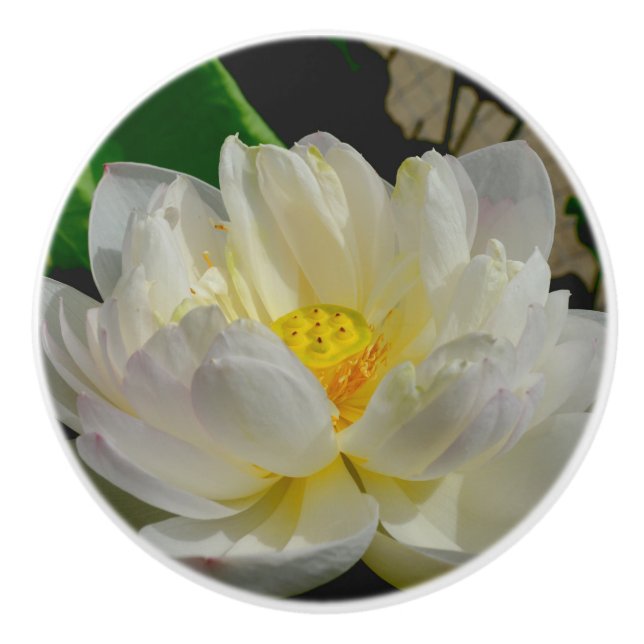Water Lily Knob (Front)
