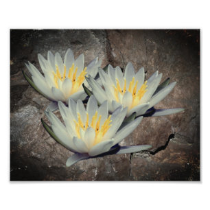 Water Lily Lotus Flower On Stone 8x10 Photo Print